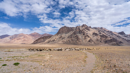 Scenic high altitude mountain landscape with path and herd along Pamir Highway in summer, Murghab, Gorno-Badakhshan, Tajikistan