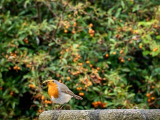 Robin feeding in a garden