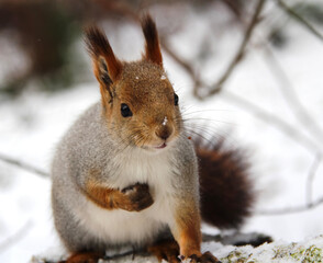 Common forest squirrel in the forest park