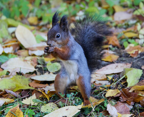 Common forest squirrel in the forest park