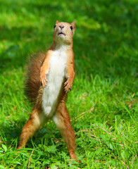 Common forest squirrel in the forest park