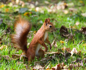 Common forest squirrel in the forest park