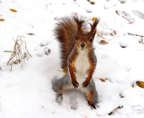 Common forest squirrel in the forest park