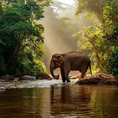 Poster de jardin  a massive elephant stands at the edge of a crystal-clear river  © ZTUDIOTOTO