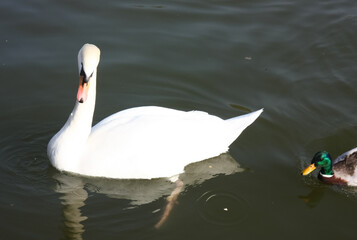 The swan floats on a reservoir