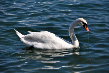 The swan floats on a reservoir