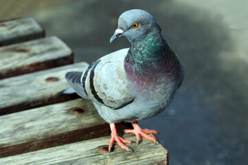 Common blue-gray doves in the city