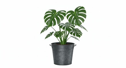 Obraz premium Lush Monstera Deliciosa Plant in Galvanized Metal Pot Indoor Houseplant Tropical Foliage