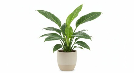 Vibrant Green Dieffenbachia Plant in Beige Pot Home Decor Indoor Plant Lush Foliage