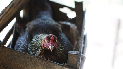 Obraz premium The hen is incubating eggs in its nest. Broody Hen Laying an Egg