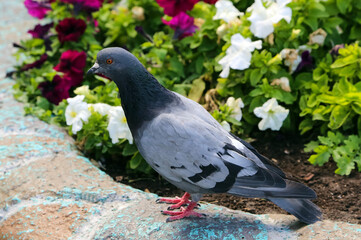 Common blue-gray doves in the city