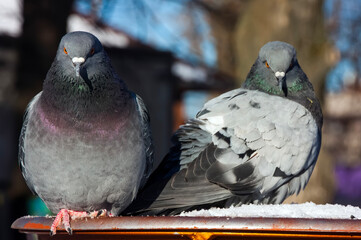 Common blue-gray doves in the city