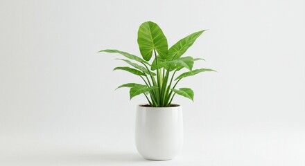 Fototapeta premium Lush Green Philodendron Plant in White Pot Indoor Plant Home Decor