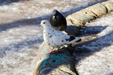 Common blue-gray doves in the city