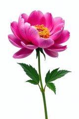 Large peony flower isolated on white background, bloom, solo