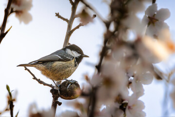 Great Tit perched on a branch in the morning light
