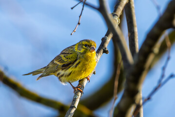 European Serin perched on a branch in the morning light