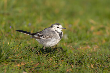 White Wagtail in the morning light