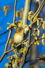 Wood Warbler perched on a branch in the morning light