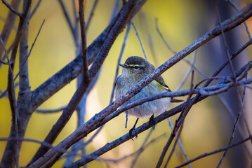 Wood Warbler perched on a branch in the morning light