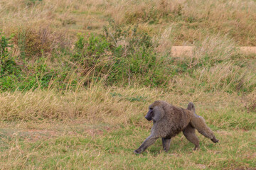 Olive Baboon (Papio anubis) walking in savanna in Serengeti national park, Tanzania