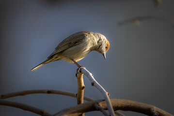 Eurasian Blackcap perched on a branch in the morning light