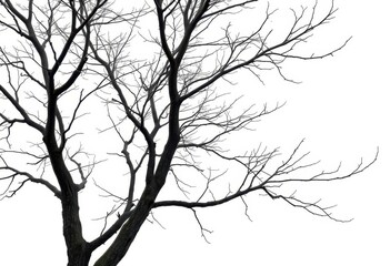 Obraz premium Stark, isolated tree branches against a pure white backdrop, art, picture