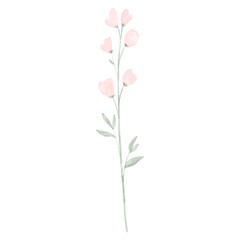 Fototapeta premium pink carnation flower