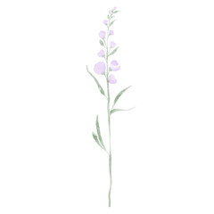 lilac flower isolated on white background