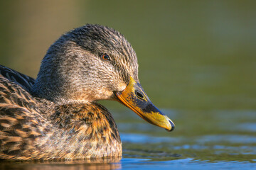 mallard duck on the surface of a pond in the morning light
