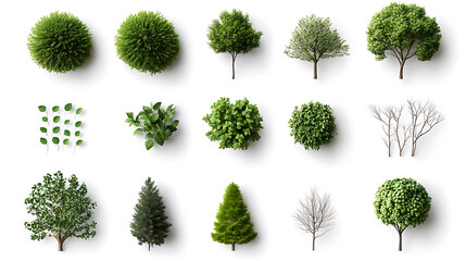 Fototapeta premium Diverse greenery collection natural environment image set botanical focus top-down view plant varieties