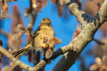 Eurasian Chaffinch perched on a branch in the morning light
