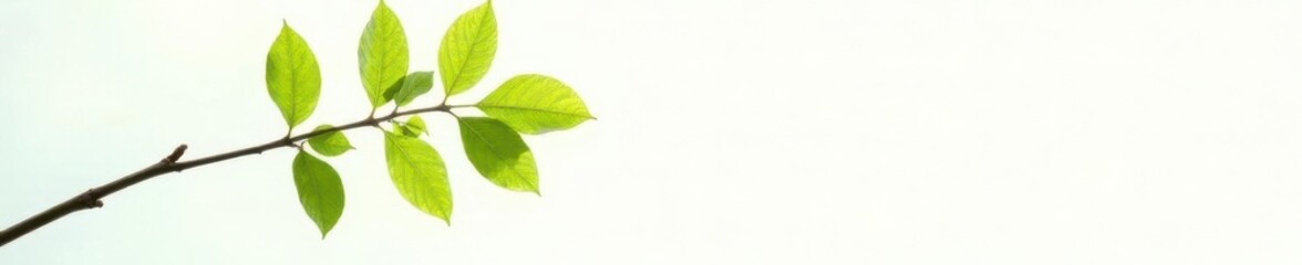 Single branch against white background with sunlight, white background, green