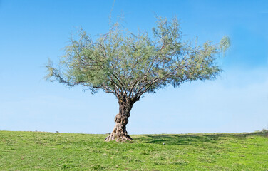 Olive tree