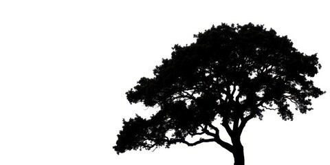 Single, majestic tree silhouetted against a pure white backdrop, photo, isolated