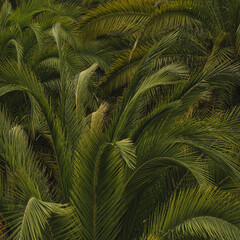 Lush Green Palm Leaves in Tropical Setting