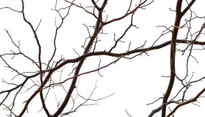 Obraz premium Bare, twisted branches isolated on pure white background, dry, branches