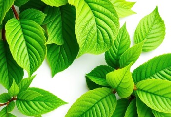 Fototapeta premium Intricate detail of lush green leaves, vibrant and healthy, isolated on pure white , background, image