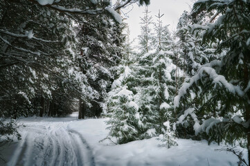 A path through the winter forest with snow-covered Christmas trees.