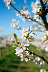 Obraz premium Spring blossom orchard. Generative AI