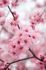 Obraz premium Spring blossom orchard. Generative AI