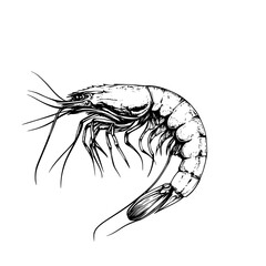 Fototapeta premium Detailed engraved illustration of a shrimp showcasing its anatomy and features in a clear vector design