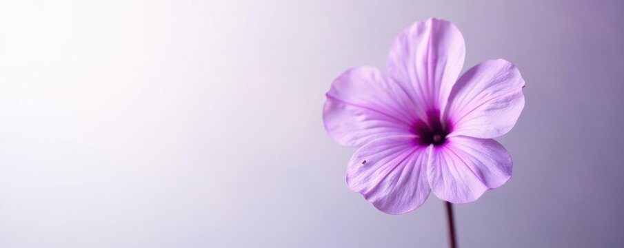 Pastel purple flower against contrasting white, isolation, soft hues