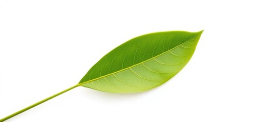 Obraz premium Single leaf, isolated on pure white background, illustration, isolated object