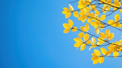 Obraz premium Early spring concept. Vibrant yellow leaves against a clear blue sky, showcasing the beauty of nature during autumn.