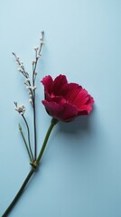 Minimalist Botanical Composition: Deep Ruby-Red Flower with Velvety Petals on Soft Icy Blue Background
