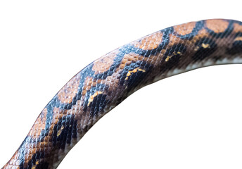Würgeschlange Boa Python Anaconda Reptilien Schuppenkleid in Detail freigestellt. Amazonas...