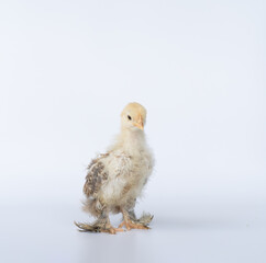 Portrait of cute baby chick Cochin on white background. Mini Cochin chicken has a small round shape and has feathers on its feet.