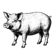 Fototapeta premium Engraved illustration of a standing pig showcasing original artistic craftsmanship in vector format