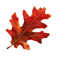 Autumn leaf on a white background